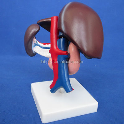Funzione del fegato umano Demostrazione anatomica medica del pancreas e del modello del duodeno
