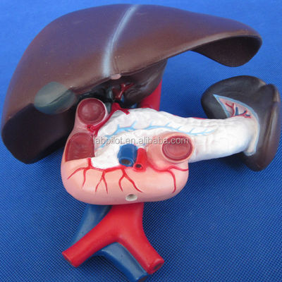 Funzione del fegato umano Demostrazione anatomica medica del pancreas e del modello del duodeno