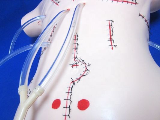 Modello di insegnamento di appendicectomia realistica per le capacità di bendaggio e sutura