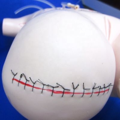 Modello di insegnamento di appendicectomia realistica per le capacità di bendaggio e sutura