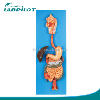 Categorie Modello del sistema digestivo umano per la dimostrazione e l'educazione anatomica