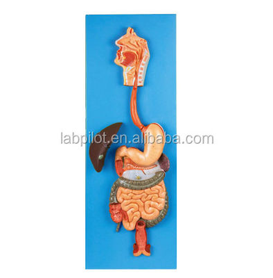 Categorie Modello del sistema digestivo umano per la dimostrazione e l'educazione anatomica