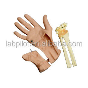 Modello avanzato di artroscopia del polso per una struttura anatomica vivace del polso