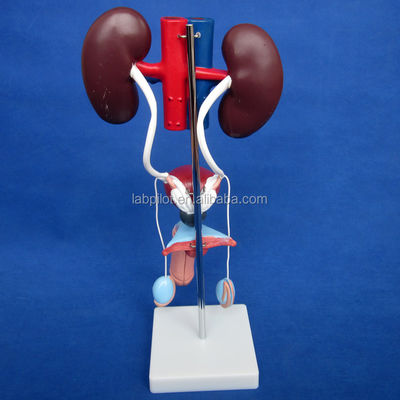Modello urinario anatomico di dimensioni umane per uno studio dettagliato del sistema urogenitale maschile