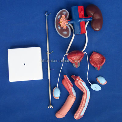 Modello urinario anatomico di dimensioni umane per uno studio dettagliato del sistema urogenitale maschile