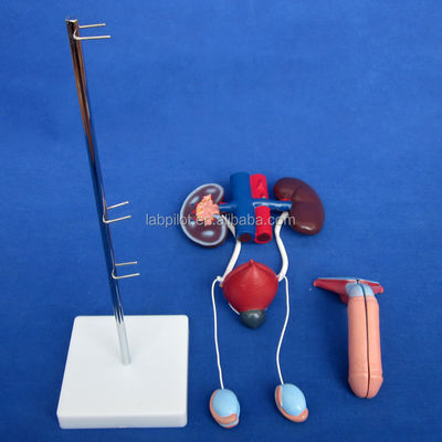 Modello urinario anatomico di dimensioni umane per uno studio dettagliato del sistema urogenitale maschile