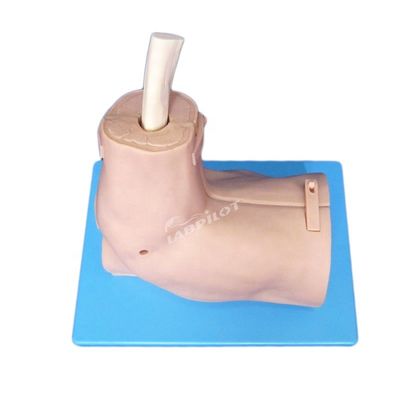 Modello di formazione di anatomia articolare della spalla con simulatore di artroscopia della spalla staccabile