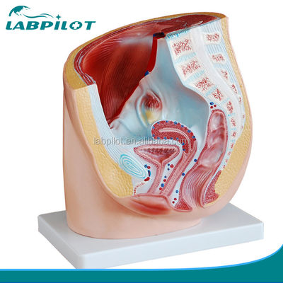 Anatomia dettagliata Modello pelvico umano femminile in PVC avanzato per la pratica medica