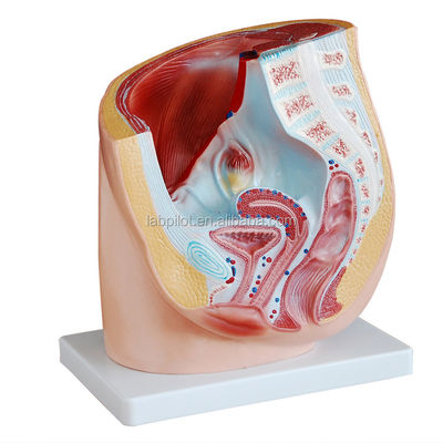 Anatomia dettagliata Modello pelvico umano femminile in PVC avanzato per la pratica medica