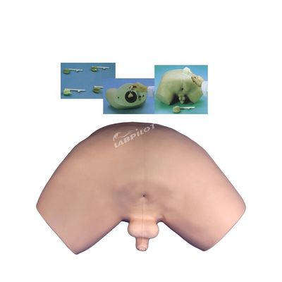 Malattie della prostata Modello pazienti dimostrazione di cura con vivo modello di insegnamento umano