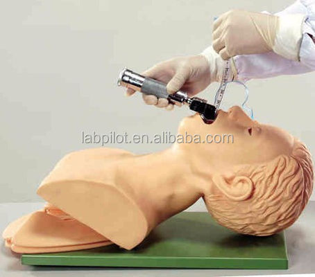 Modello di testa di intubazione della trachea adulta di dimensioni umane con anatomia delle vie respiratorie polmone e stomaco
