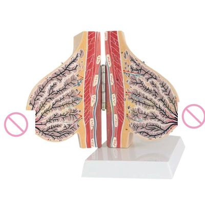 Modello di seno umano 3D per l'educazione medica durante l'allattamento e la formazione
