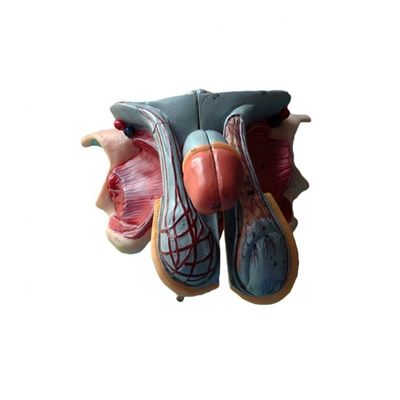 Modello di anatomia dettagliata degli organi genitali maschili per istituzioni educative e accademiche
