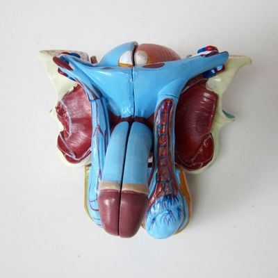Modello anatomico per cliniche 5 parti organi genitali maschili interni ed esterni