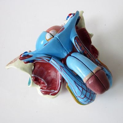 Modello anatomico per cliniche 5 parti organi genitali maschili interni ed esterni