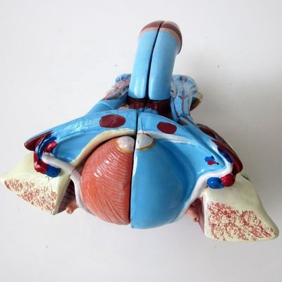 Modello anatomico per cliniche 5 parti organi genitali maschili interni ed esterni