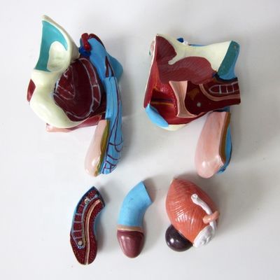 Modello anatomico per cliniche 5 parti organi genitali maschili interni ed esterni