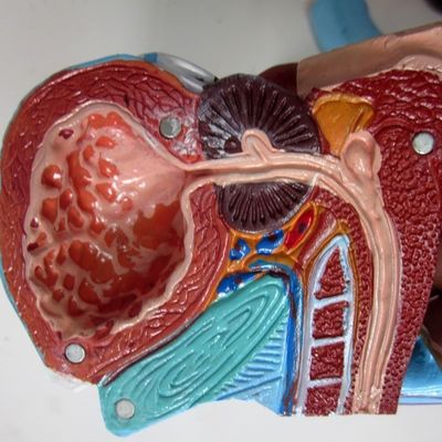Modello anatomico per cliniche 5 parti organi genitali maschili interni ed esterni