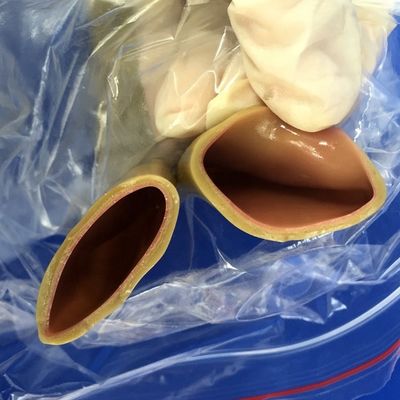 Modello di formazione alle competenze chirurgiche per l'anastomosi intestinale Simulazione umana realistica