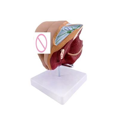 Le scuole possono ora insegnare l'anatomia genitale femminile con un modello di dimostrazione anatomica