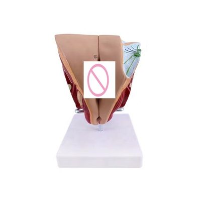 Le scuole possono ora insegnare l'anatomia genitale femminile con un modello di dimostrazione anatomica
