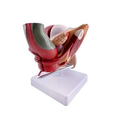 Le scuole possono ora insegnare l'anatomia genitale femminile con un modello di dimostrazione anatomica