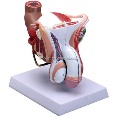 Materia Scienze mediche Dimostrazione anatomica Modello del sistema riproduttivo maschile umano