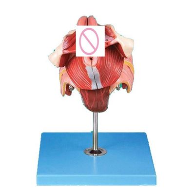 Modello del sistema riproduttivo umano Insegnamento efficace con gli organi genitali femminili Anatomia