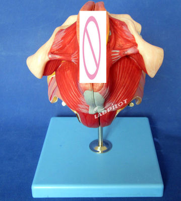 Modello del sistema riproduttivo umano Insegnamento efficace con gli organi genitali femminili Anatomia