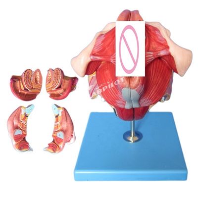 Modello del sistema riproduttivo umano Insegnamento efficace con gli organi genitali femminili Anatomia