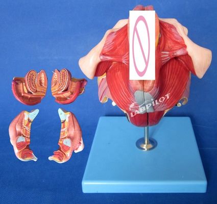 Modello del sistema riproduttivo umano Insegnamento efficace con gli organi genitali femminili Anatomia