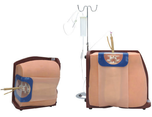 Vivid Human Torso Training and Education Model Modello avanzato di simulazione di puntura spinale in PVC