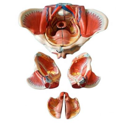 Modello anatomico del bacino femminile con vascoli nervosi dettagliati e anatomia pelvica femminile
