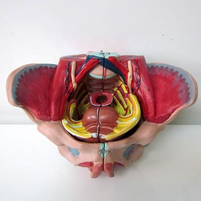 Modello anatomico del bacino femminile con vascoli nervosi dettagliati e anatomia pelvica femminile