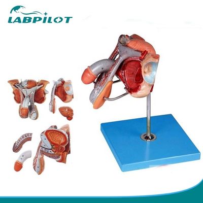 Modello di rappresentazione anatomica degli organi genitali maschili per ospedali e scuole di medicina
