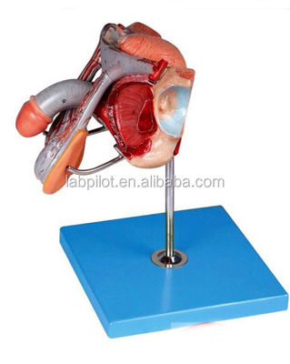 Modello di rappresentazione anatomica degli organi genitali maschili per ospedali e scuole di medicina