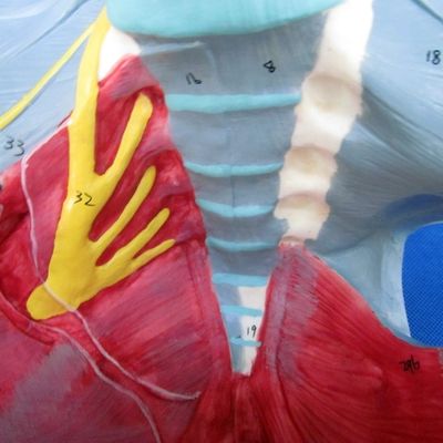 Modello del sistema riproduttivo umano Pelvis avanzato con muscoli del pavimento pelvico e perineo
