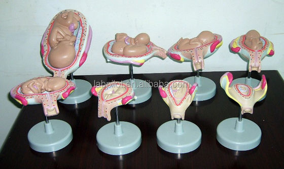 Modello anatomico realistico di embrione umano feto per dimostrare lo sviluppo embrionale