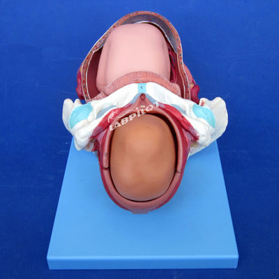 Modello avanzato di dimostrazione del processo di parto in PVC