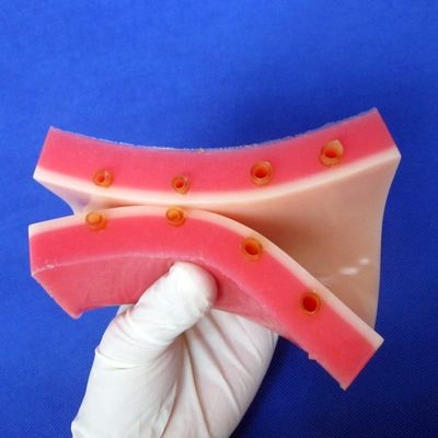 Simulatore di insegnamento medico con modello della pelle vivace
