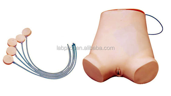 Abdominocentesi vivida Abilità di pratica Modello vantaggio della struttura anatomica vivida