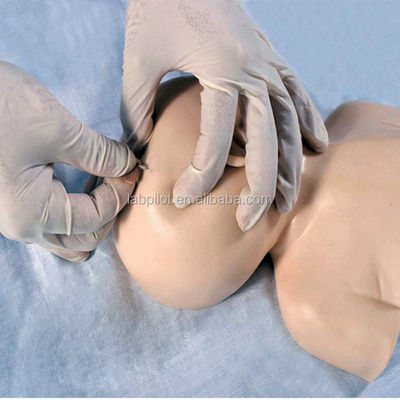 Modello di addestramento per la venezione del cuoio capelluto neonatale Il vantaggio della progettazione della grandezza della vita umana