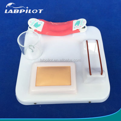 Modello avanzato di formazione sulle competenze chirurgiche multifunzionali in PVC per una formazione completa