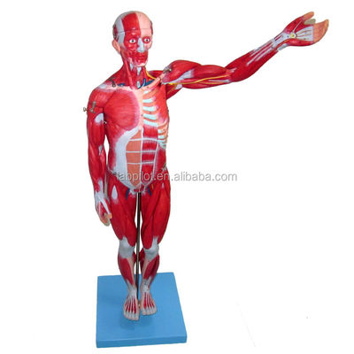 Modello anatomico 27 parti Muscoli del corpo intero con organi interni 78cm Modello anatomico