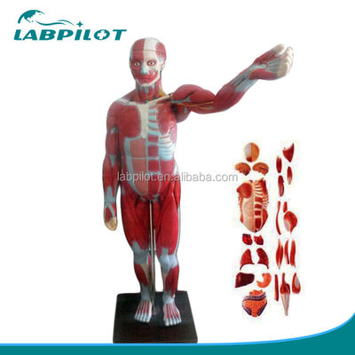 Modello avanzato di PVC Muscoli del corpo intero con organi interni che mostrano la funzione 170cm