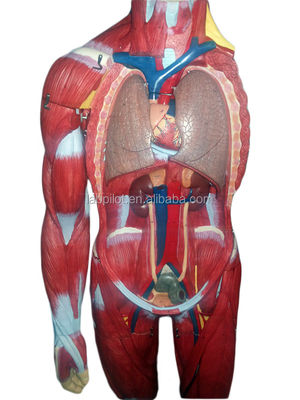 Modello avanzato di PVC Muscoli del corpo intero con organi interni che mostrano la funzione 170cm