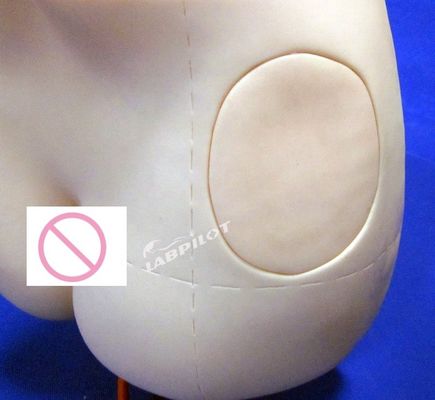 Simulatore di insegnamento avanzato di iniezione intramuscolare in PVC per la materia di scienze mediche
