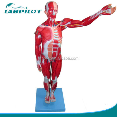 Muscoli vividi Modello 18 parti Corpo intero Modello maschile con caratteristiche anatomiche staccabili