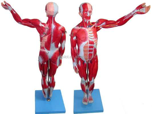 Muscoli vividi Modello 18 parti Corpo intero Modello maschile con caratteristiche anatomiche staccabili