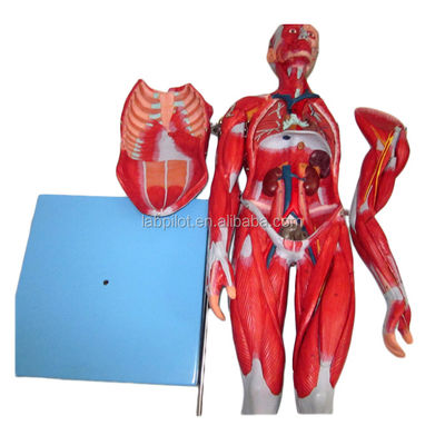 Muscoli vividi Modello 18 parti Corpo intero Modello maschile con caratteristiche anatomiche staccabili
